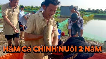 Hầm cá chình 140tr nuôi 2 năm lợi nhuận 90 triệu 