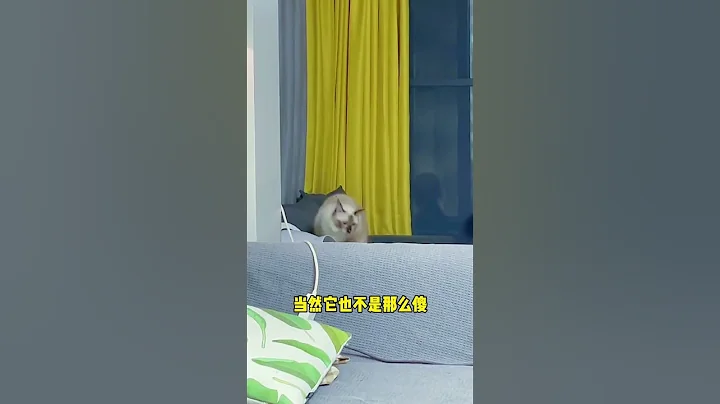 小猫咪的弹跳力有多惊人… - 天天要闻