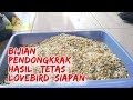 TIPS MAKANAN LOVEBIRD TERNAK 15 BIJIAN YANG BIKIN DAYA TETAS TINGGI (REPACKED)