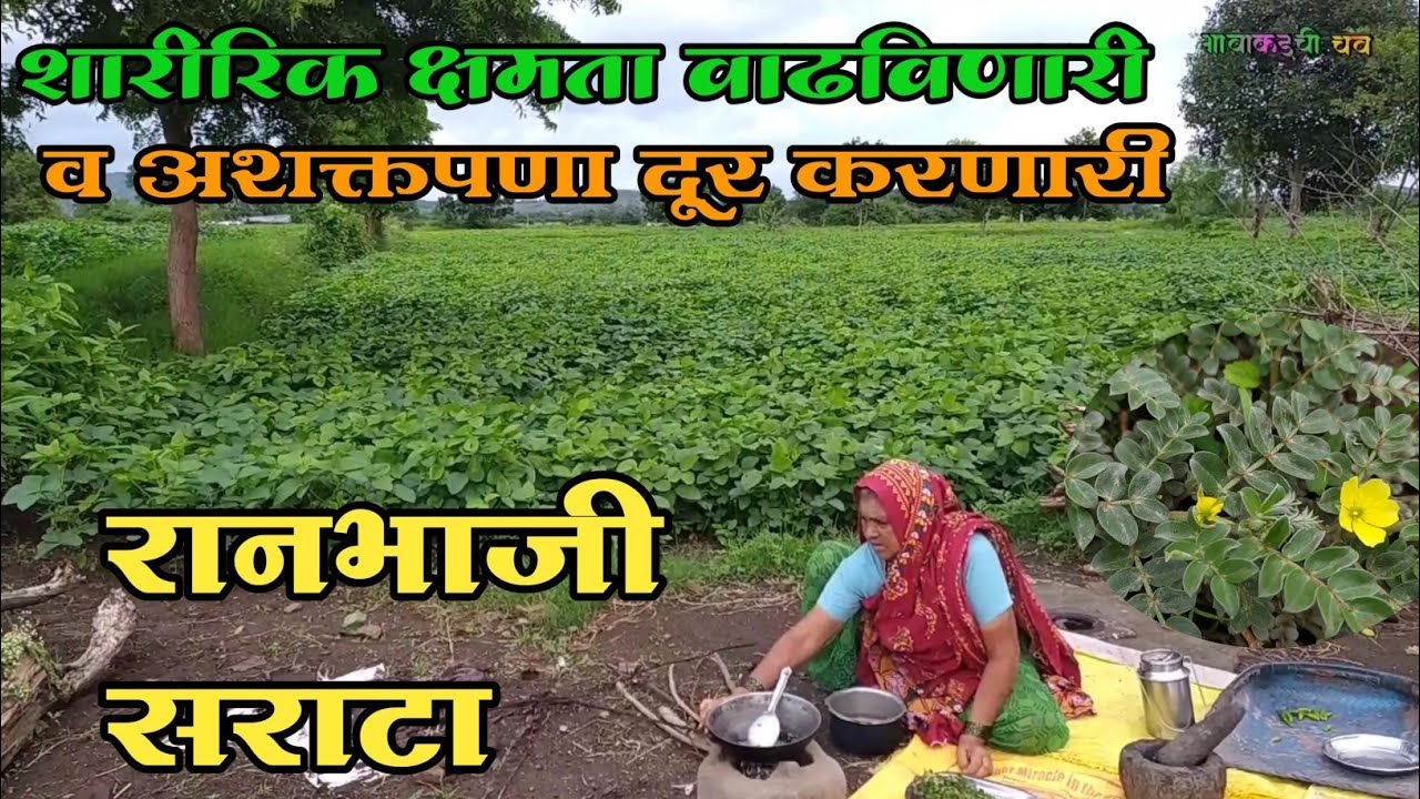 रानभाजी सराटा। गोखरू। पावसाळ्यातील आरोग्यदायी रानभाजी। अशक्तपणा दूर करणारी रानभाजी। गावाकडची चव