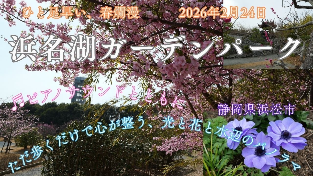 【風景と自然】浜名湖ガーデンパーク 浜松市 2026年2月24日　Hamanako Garden ParkKawazu Cherry Blossoms,