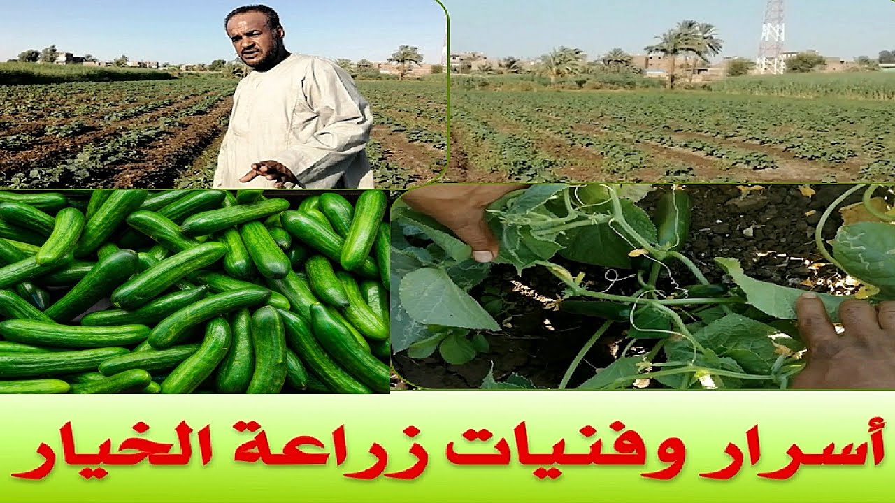 اسرار وفنيات زراعة الخيار