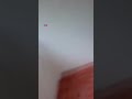 TERREMOTO EN VENEZUELA I En medio de la desesperación un hombre grabó cómo huyó de su edificio