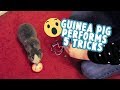 Super smart guinea pig performs 5 tricks