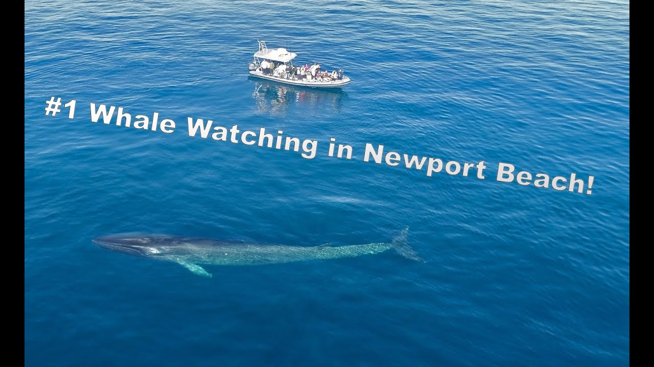 #1 Whale Watching Tour Newport Beach - Newport Coastal Adventure - YouTube