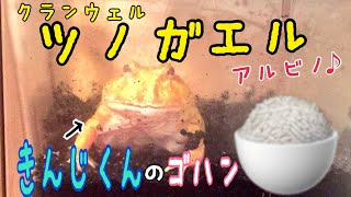 キンジ君のお食事♪(クランウェルツノガエル)