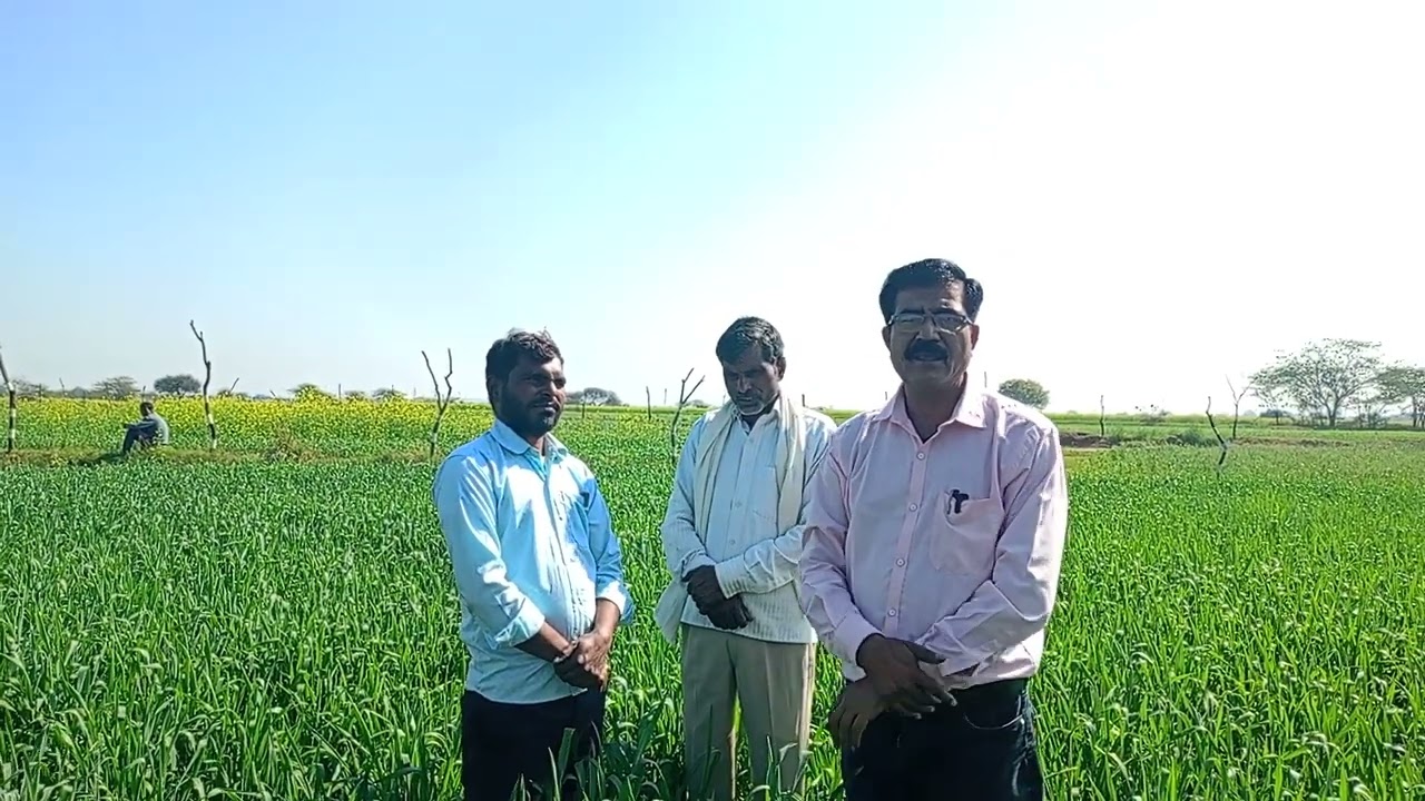 किबुज कम्पनी के सिम्बोराइजा का रिजल्ट।