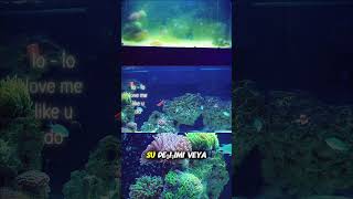 Nitrat ve Fosfat Neden Sürekli Değişir? | Akvaryumda En Çok Yapılan Hata