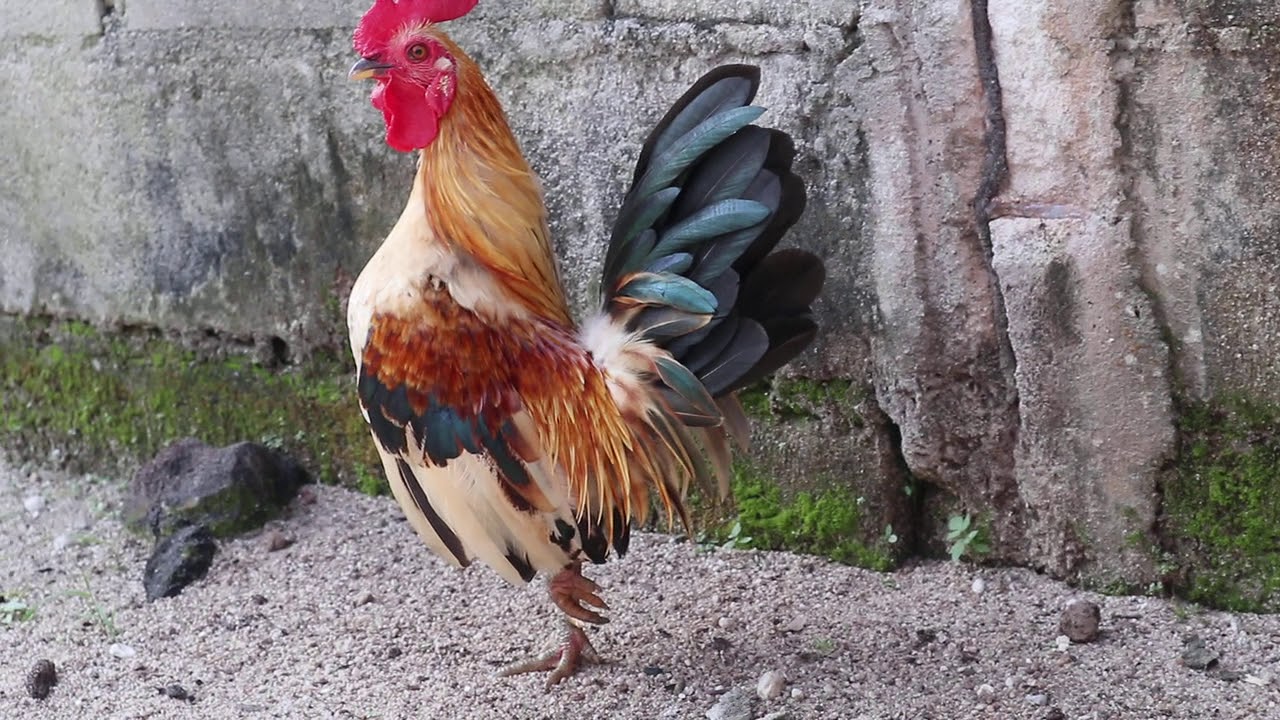 Indukan ayam kate 