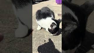Feeding A Street CAT!