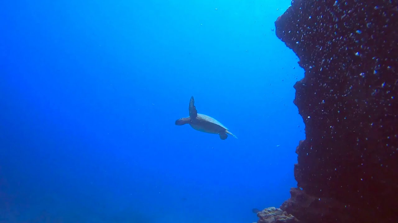 Diving Spitting Caves and China Walls - Oahu Hawaii
