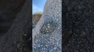 Xenolith