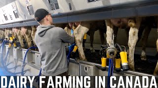 Milking Cows In Modern Parlour / 2021