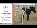 Horse Terminology: Learn the Parts of the Horse