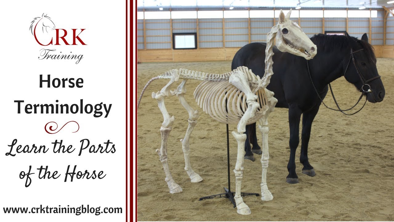 Horse Terminology: Learn the Parts of the Horse
