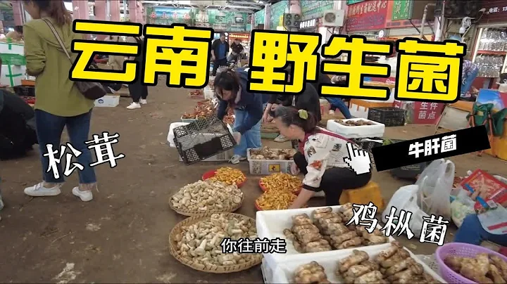 逛完昆明最大的野生菌交易市場，必須得在木水花市場旁邊來碗野生菌米線，這趟雲南才算妥當 - 天天要聞