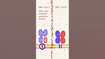 Difference between MHC class I and 2.