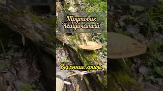 весенние грибы трутовик чешуйчатый #shorts #грибы #съедобныегрибы #весенниегрибы #природа #лес