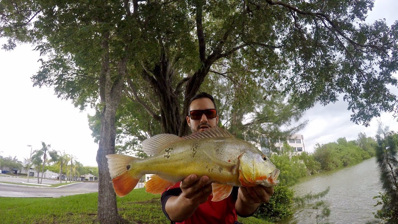 Catching Peacock Bass On Lures (Miami FL) Zagaia Lures GIVEAWAY
