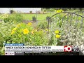 Tifton backyard garden honored by national daylily convention