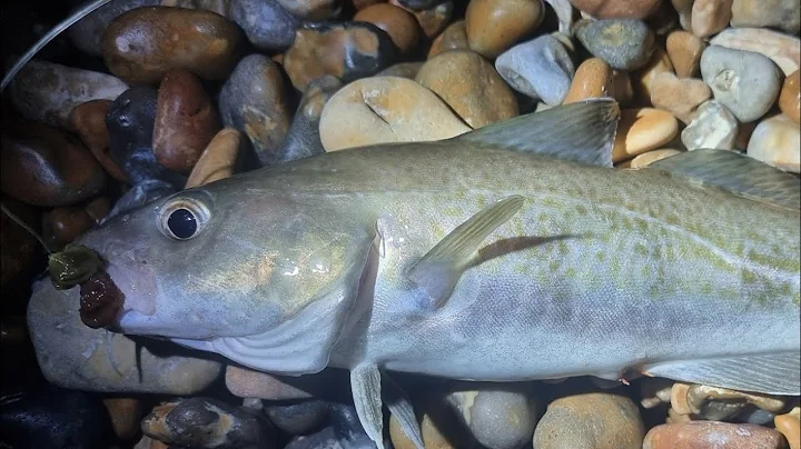 KENT COD QUEST looking to catch my first cod in Ke...