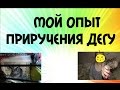 Мой опыт приручения дегу.Как приручить дегу.