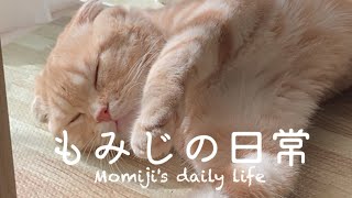 普段の様子をお届けします〜チュールとボクと、時々、オトン〜（I'll show you my everyday life ~ Churu, me, and sometimes dad~） by もみじの日常Momiji's daily life 1,216 views 2 months ago 7 minutes, 24 seconds