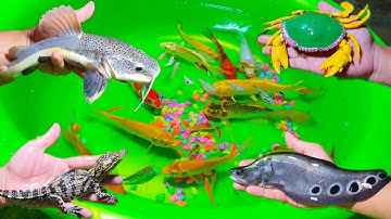 Cá Sấu, Cá Koi, Cua, Cá Hùng Vỹ, Cá Thác Lác (Shark)