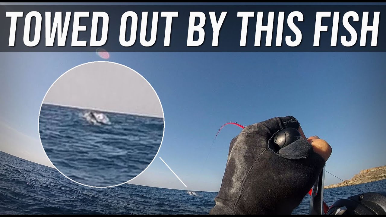 TOWED OUT ! by a Massive fish, Probably a Marlin | Live bait fishing