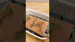 リーフレタスの水耕栽培  発芽発根したらする2つのこと☘ ̖́-  #homegarden #家庭菜園 #水耕栽培