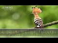 Hoopoe Call - The sounds of a Eurasian Hoopoe calling