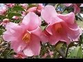 Camellia x williamsii brigadoon wwwriomoroscom