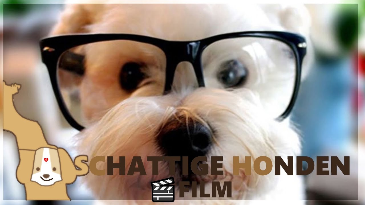 LIEVE HONDEN FILM | COMPILATION OF CUTE DOGS 💖 - YouTube
