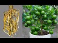 A great way to grow and transplant lemon trees to grow and bear fruit quickly, 100%