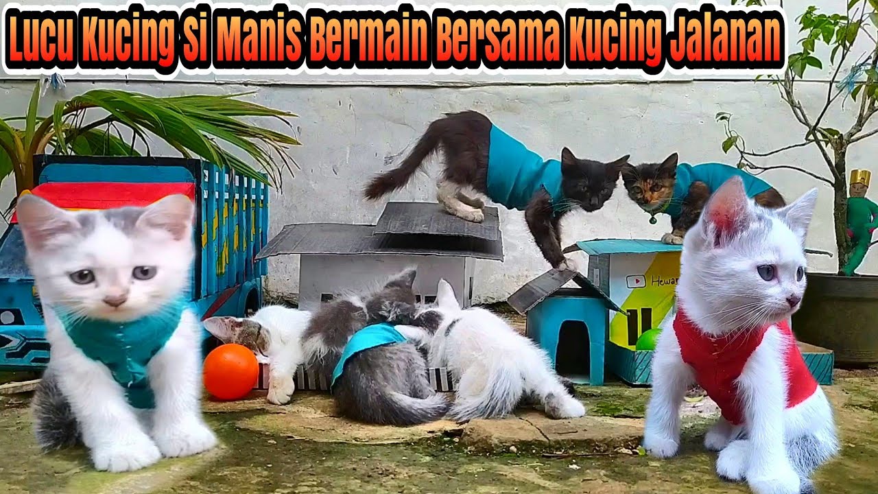 Lucu anak kucing si manis dan kucing jalanan saat bermain | cute cat ...