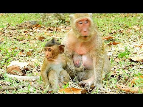 baby monkey pet stores Baby Polyno Use Trick Request Milk,Popeye Ignore milk baby monkey Polyno