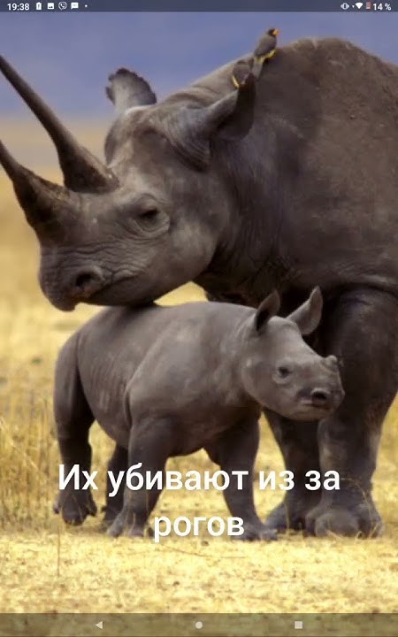 ЧЁРНЫЙ НОСОРОГ - редчайший вид - YouTube