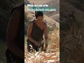 Wheat cultivation began in the Fertile Crescent region of the Middle East