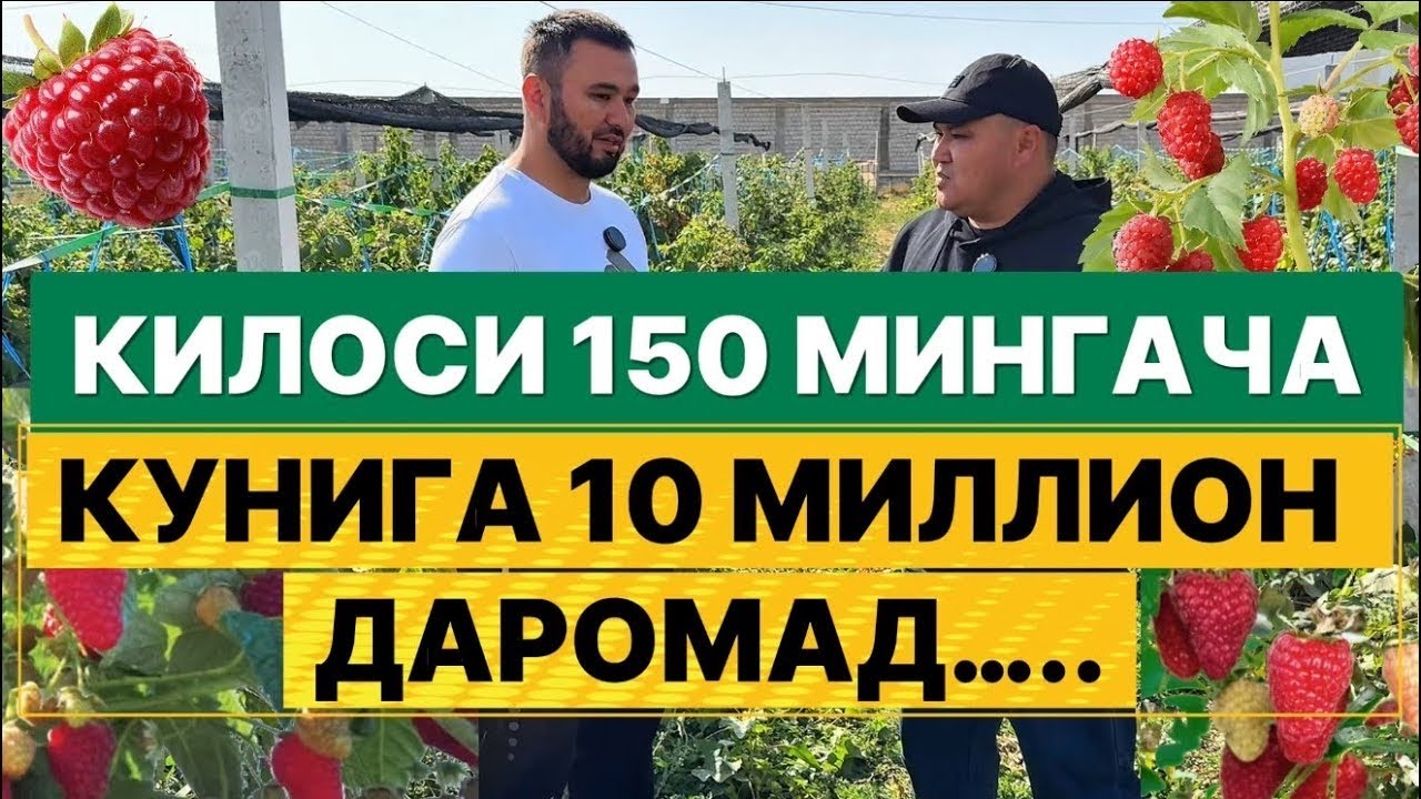#malina #bogdorchilik #hosil #foyda #meva #rezavor #daromad 