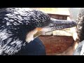 Music for Cormorants - 006