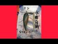 水面奇術　#8  ローカル　反りトンボ　反りトンボナロー　キジ　20周年ルアー　での釣り