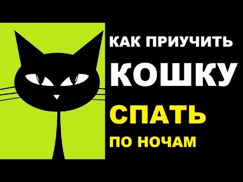 Как приучить кошку спать по ночам