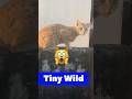 There is no way😳#cat #ancientegypt #shorts #pets #subscribe #viral #tinywild #kitten #animalshorts