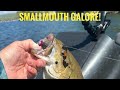 Smallmouth Galore!