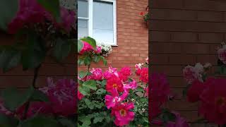 Цветущие Розы В Саду У Дома #Дача #Дом #Цветы #Розы  #Роза #Rose #Garden  #Длядачи #Flowers #Roses