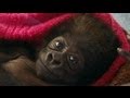 Cute Baby Gorilla Raised by Human Moms at Cincinnati Zoo