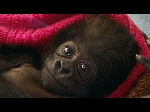 Video: Pet Sudu: Zoo Hand-rears Baby Gorilla Gorila, Itik Cedera Dapat Brace 3D-Printed