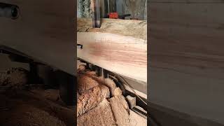Vertical bandsaw slices massive log, sawdust piling below
