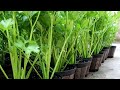 HOW TO GET ENDLESS SUPPLY OF CELERY// ALL-YEAR ROUND SUPPLY