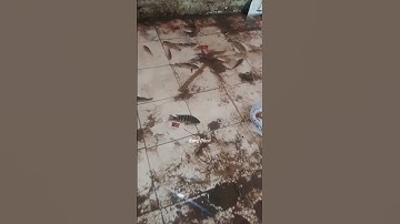 Banjir membawa berkah #fypage #banjir #shortvideo #ikan